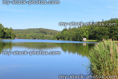 Stock image of fishing lake in sunshine, woodland trees, reflections, reeds