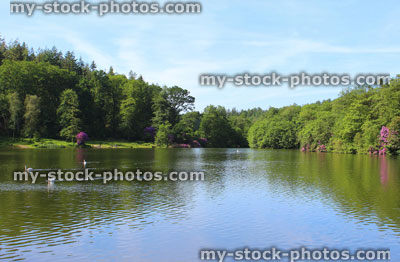 Stock image of fishing lake in sunshine, woodland trees, reflections, swans