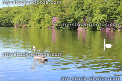 Stock image of fishing lake in sunshine, woodland trees, reflections, swans