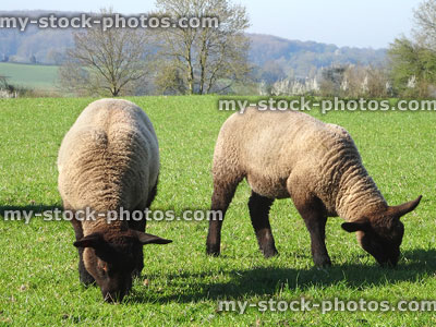 Stock image of young lambs / Suffolk sheep eating grass in farmer's field