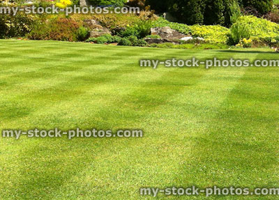 Stock image of garden lawn stripes, green grass turf, weed and feed fertiliser