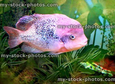 Stock image of large aggressive cichlid in tropical fish tank / aquarium 