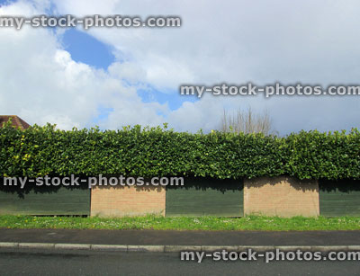 Stock image of roadside evergreen common laurel (prunus) hedge