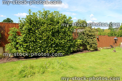 Stock image of garden with laurel hedges, wooden fence and lawn