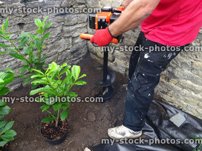 Stock image of petrol corkscrew fence digger / auger tool digging hole, planting laurel hedge