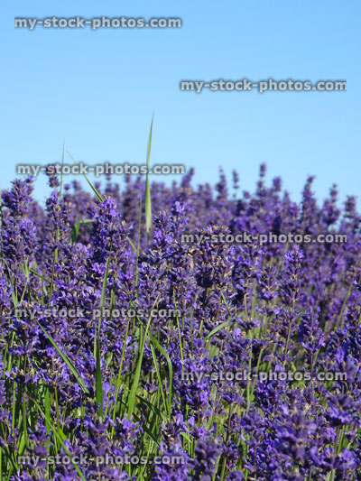 Stock image of purple lavender flowers growing against blue sky background