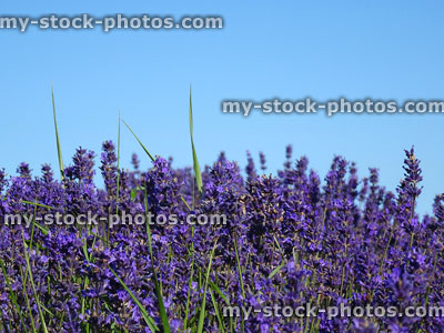 Stock image of purple lavender flowers against blue sky (lavandula plants)