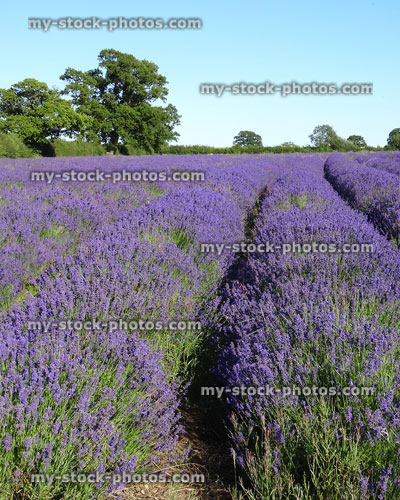 Stock image of lavender farm field with rows of purple flowers