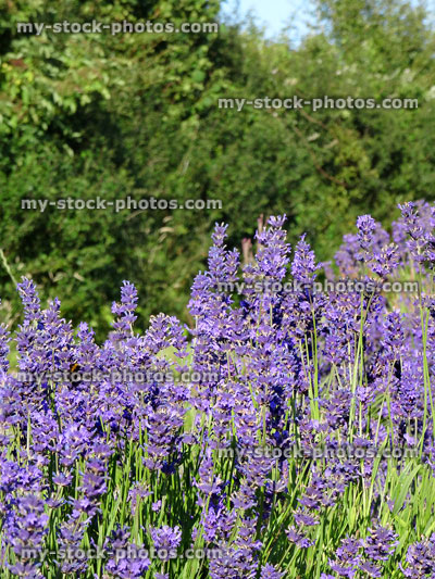 Stock image of lavender flowers in farm field with green hedgerow