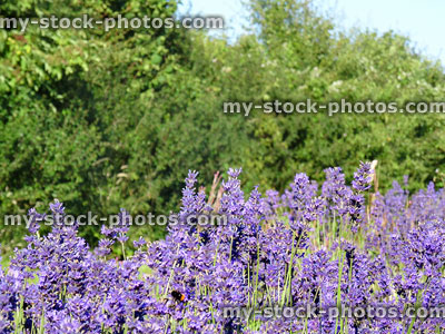 Stock image of purple flowers in lavender farm field by hedgerow