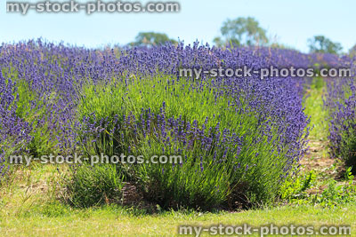 Stock image of lavender plants growing in rows with purple flowers