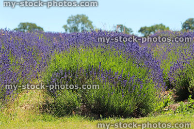 Stock image of lavender farm with rows of clipped lavandula plants, purple flowers