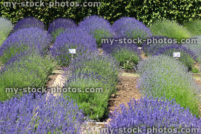 Stock image of clipped flowering lavender plants in garden with purple flowers