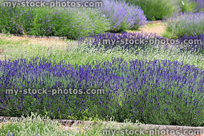 Stock image of garden with flowering lavender plants, white purple flowers