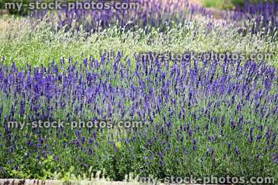 Stock image of clipped lavender hedges with white and purple flowers
