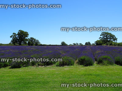 Stock image of lavender farm with rows of lavandula plants / purple flowers