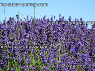 Stock image of lavender plants with purple flowers against blue sky