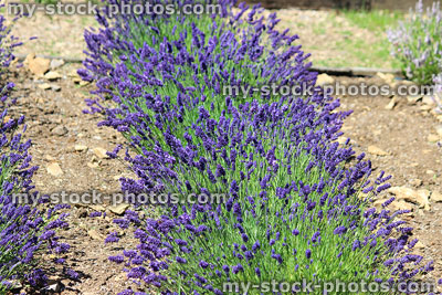 Stock image of lavender hedge with purple flowers (Hidcote), growing in garden
