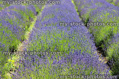 Stock image of clipped flowering lavender plants growing in long rows
