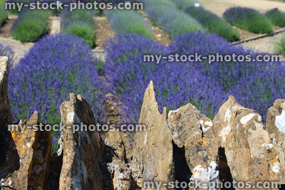 Stock image of cobblestone drystone wall capping with lavender plants / flowers