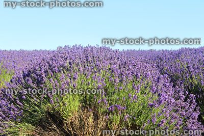 Stock image of lavender farm field rows with aromatic purple flowers