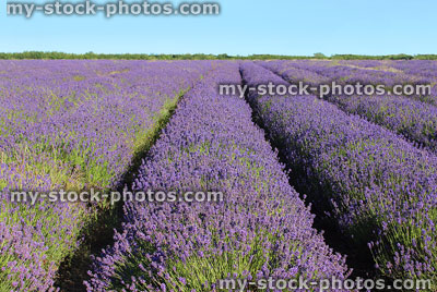 Stock image of long rows of flowering lavender farm plants, purple- flowers
