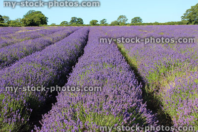 Stock image of lavender farm panorama with rows of purple flowers