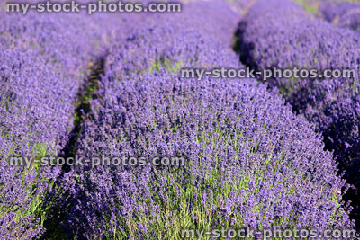 Stock image of lavender plants growing in rows, with purple flowers
