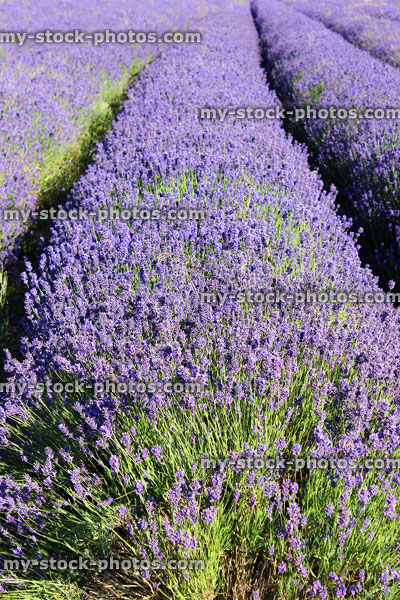 Stock image of lavender farm rows of flowers stretching into distance