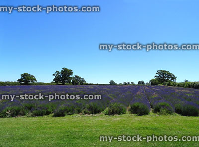 Stock image of field of purple lavender flowers planted in rows