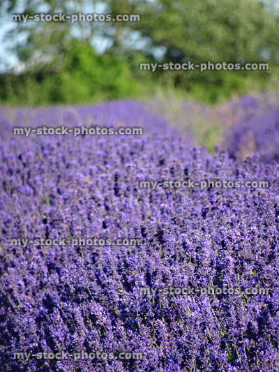 Stock image of lavender farm field, lavandula plants covered in purple flowers