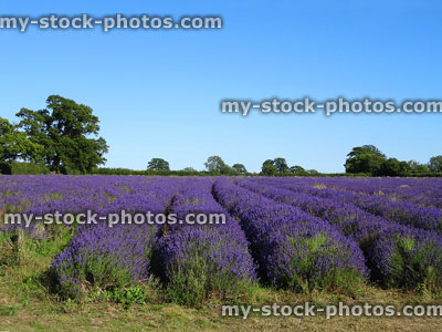 Stock image of lavender farm with purple flowers growing in rows
