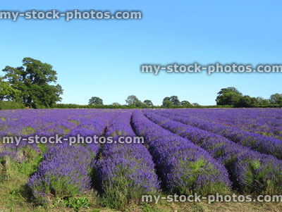 Stock image of summer lavender farm with purple flowers (lavandula plants)