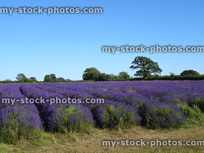 Stock image of lavender farm flowering in summer with purple flowers