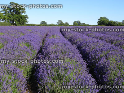 Stock image of lavandula plants growing in rows at lavender farm
