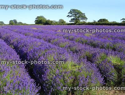 Stock image of purple flowering lavender farm plants in rows, field grown