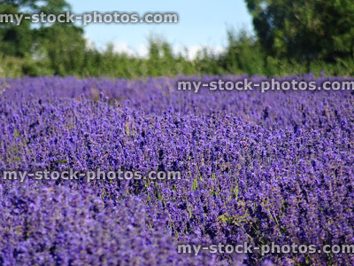 Stock image of lavender farm field filled with purple lavandula flowers