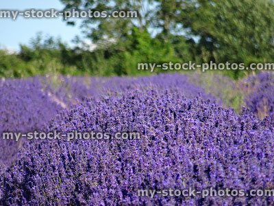 Stock image of purple lavender plant flowering growing in sunny field