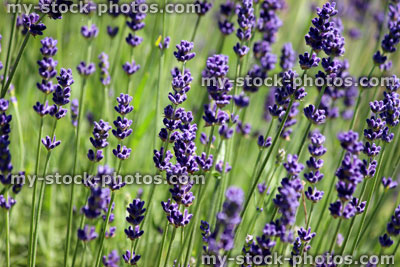 Stock image of flowering lavender plant, purple lavender flowers (lavandula), garden