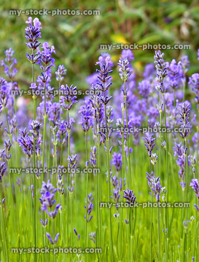Stock image of purple lavender flowers in summer with green leaves (Lavandula)