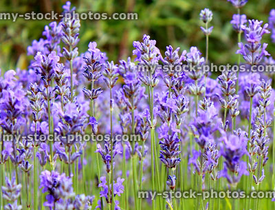 Stock image of purple lavender flowers in summer, flowering Lavandula bush