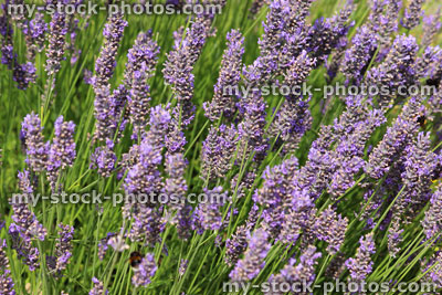 Stock image of purple lavender flowers and bumble bees collecting pollen