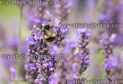 Stock image of purple lavender flowers and bumble bee collecting pollen