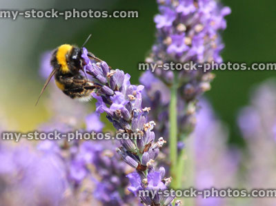 Stock image of purple lavender flowers and bumble bee collecting pollen