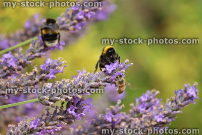 Stock image of purple lavender flowers and bumble bees collecting pollen