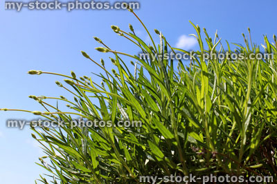 Stock image of lavender plant coming into flower, against blue sky