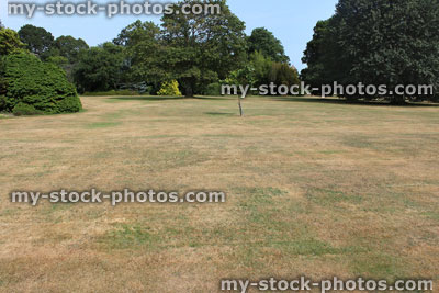 Stock image of dead grass on brown lawn, drought, hot dry summer weather