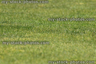 Stock image of lush green garden lawn with short mown grass