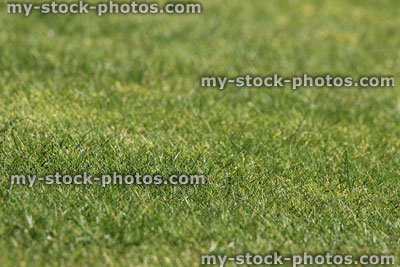 Stock image of green garden lawn with fine blades of grass