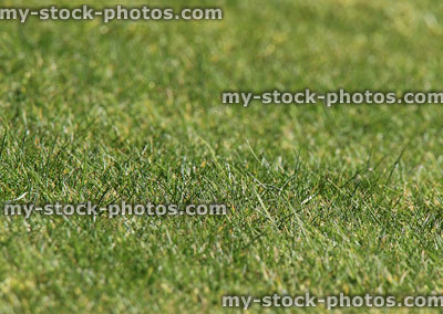Stock image of mown green lawn grass close-up, manicured formal garden